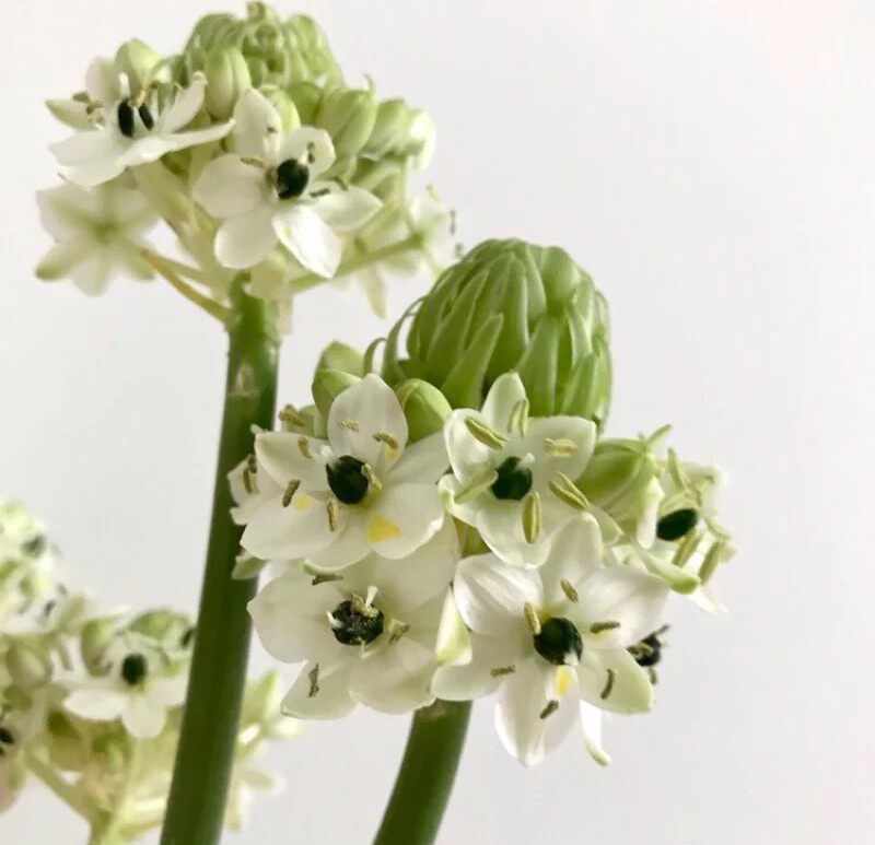 进口天鹅绒伯利恒之星清新典雅高档稀有花卉种球时令草本花卉