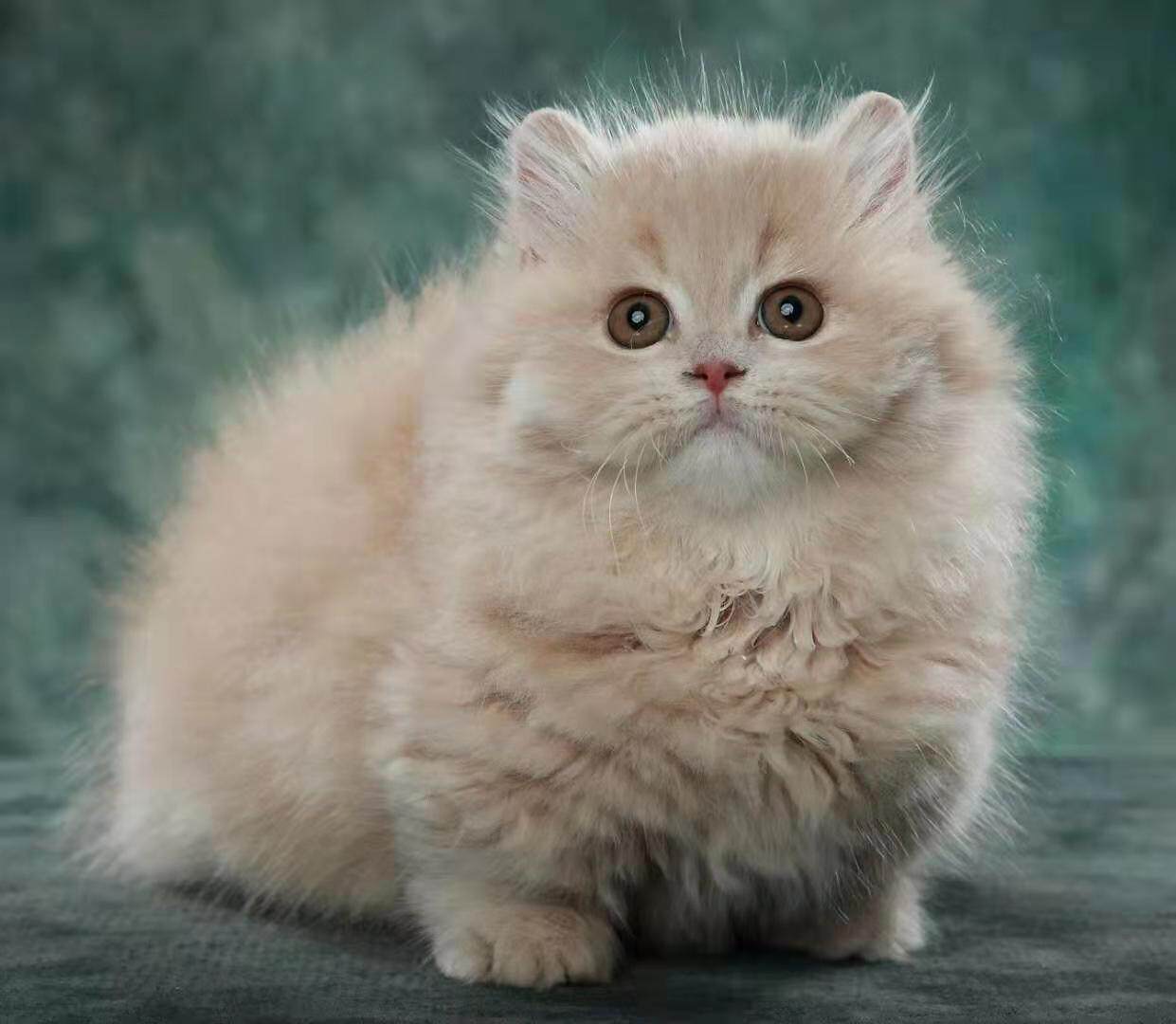 拿破仑矮脚乳白乳色长毛短腿幼猫曼基猫咪