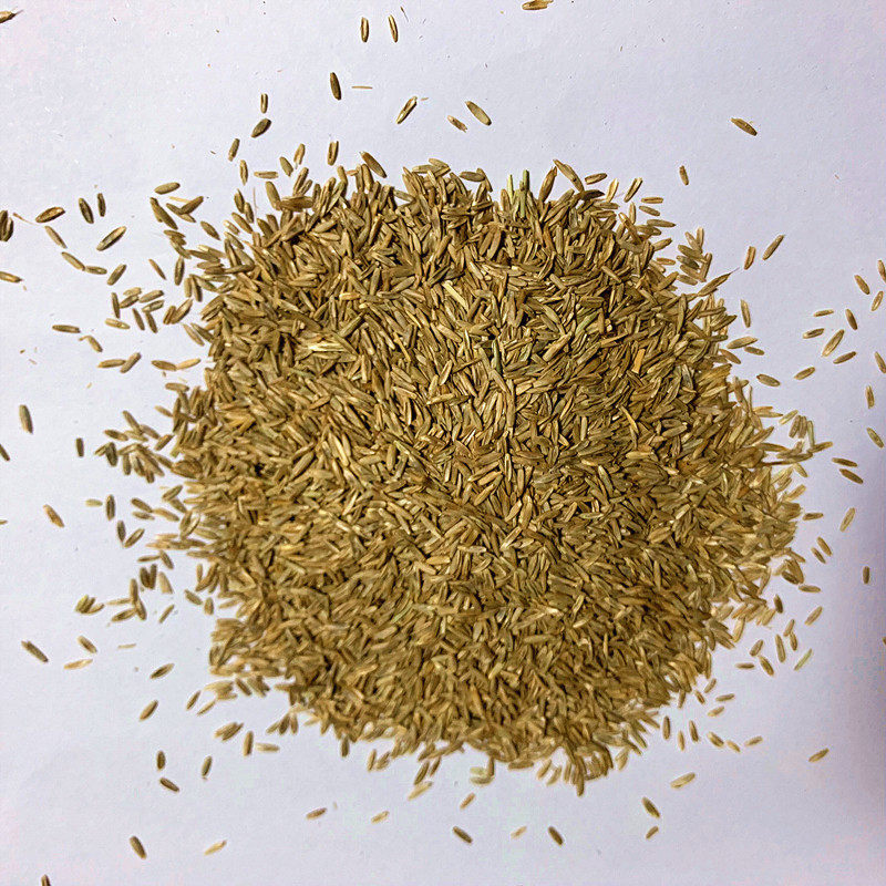 草坪种子四季青护坡草籽高羊茅狗牙根黑麦草耐践踏庭院绿化草种子