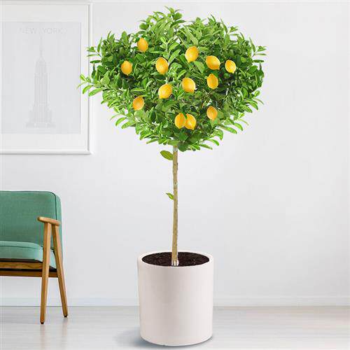 七抒柠檬树盆栽室内大型网红植物阳台庭院香水货架