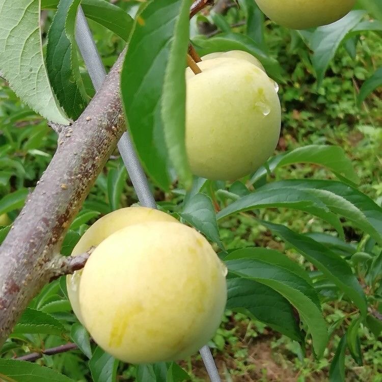 当季三华箱包装整5斤水果孕妇李脆甜黄心李新鲜李子