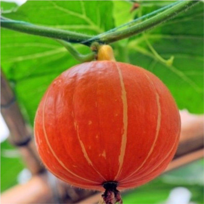 日本红甘栗南瓜种子 蜜本橙红甘面 甜糯 甜栗王 蔬菜四季包邮