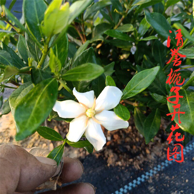 日本进口达摩栀子栀子花花喜岱誉清誉寄予誉一绿植
