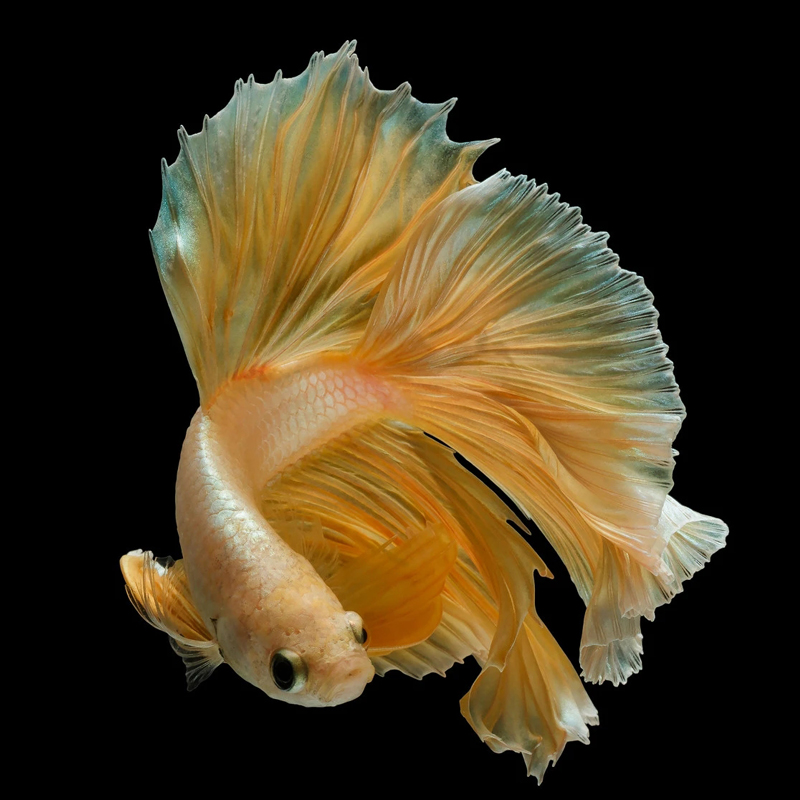 泰国斗鱼珠光纯白粉红色马卡龙观赏鱼活体宠物热带鱼鱼