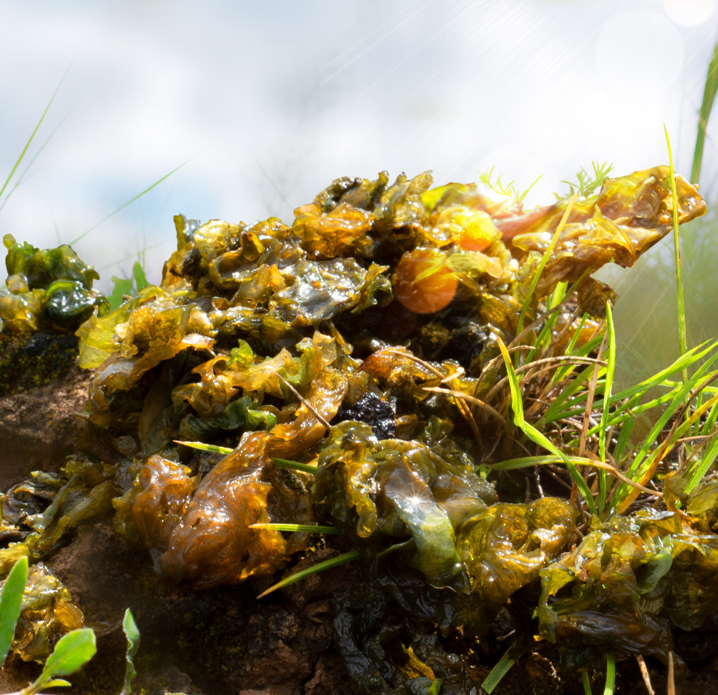菜地地达耳地软干地皮地衣野生500g甘肃酒店餐饮其它干货