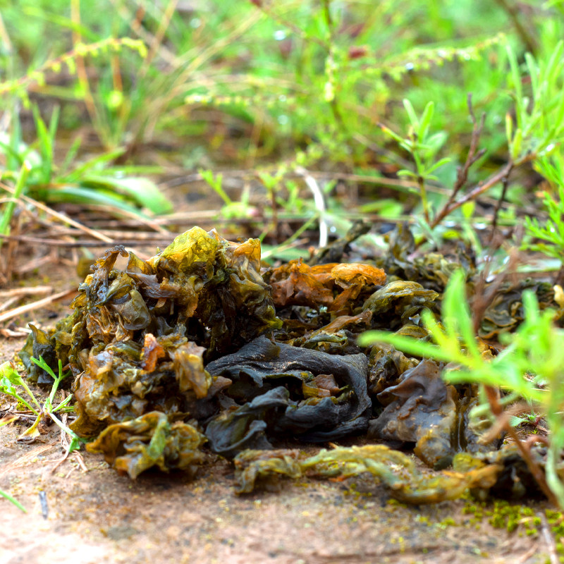菜地地达耳地软干地皮地衣野生500g甘肃酒店餐饮其它干货