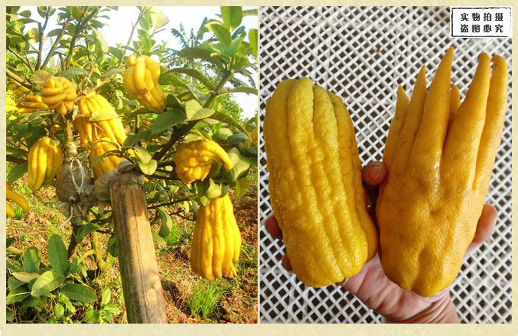 正宗精品20年份佛手 潮州三宝老香黄 潮汕特产佛手柑老佛手老香橼