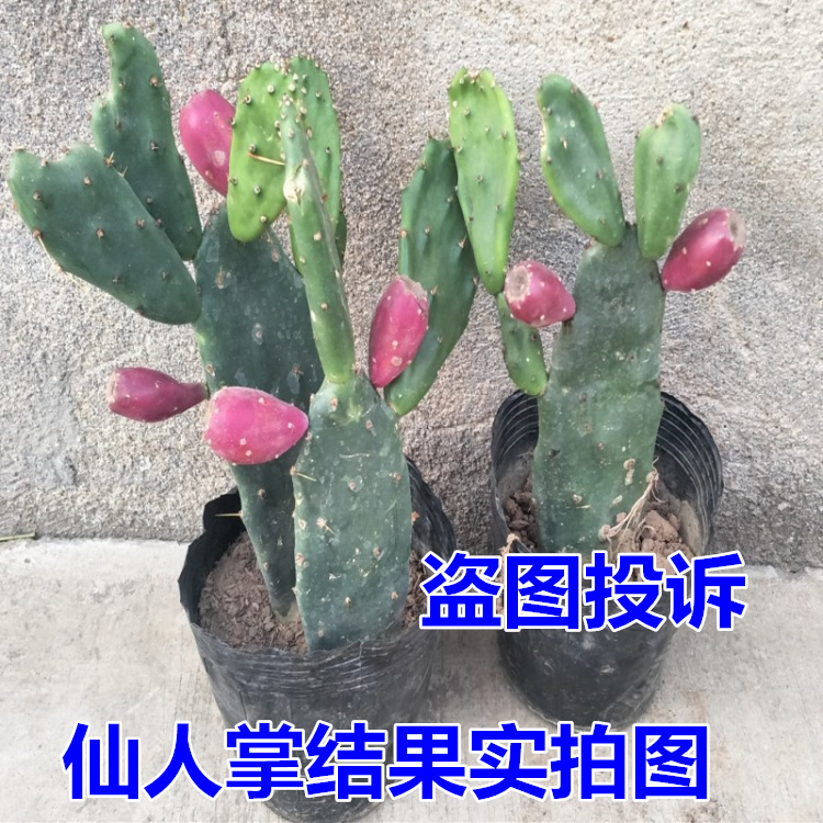 仙人掌食用果树树苗盆栽花卉植物米邦塔火龙果多肉