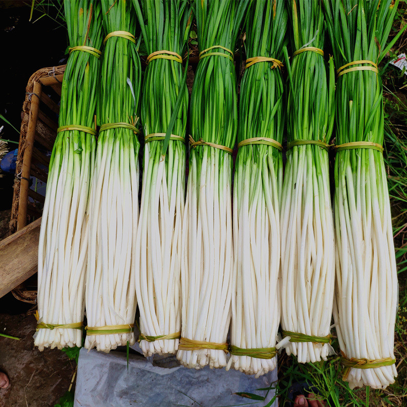 蔬菜韭菜绿源生鲜四川农家新鲜韭白韭黄烧烤其它