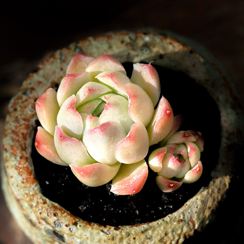 沁心多肉植物进口贵货精品超萌肉肉植物办公室盆栽花陌派云南多肉