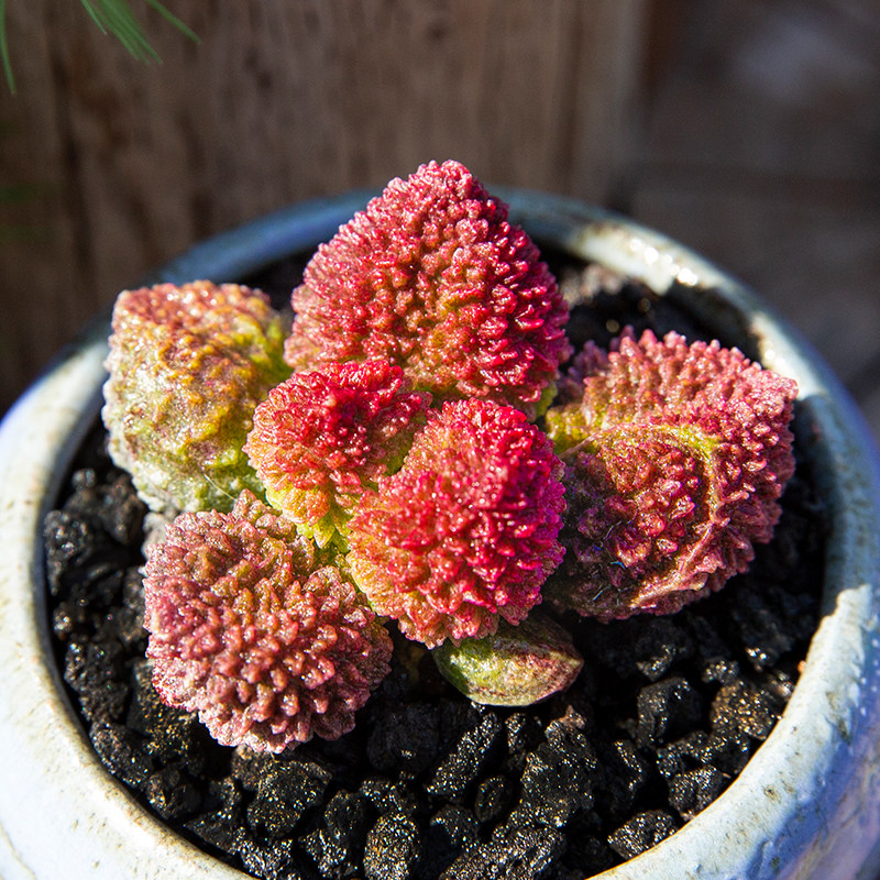 朱紫玉肉小花陌绿植桌面肉贵萌肉盆栽品种多稀有多肉植物