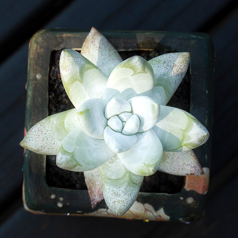 帕奇飞图拇指仙女杯老桩多肉植物稀有肉肉室内多肉植物