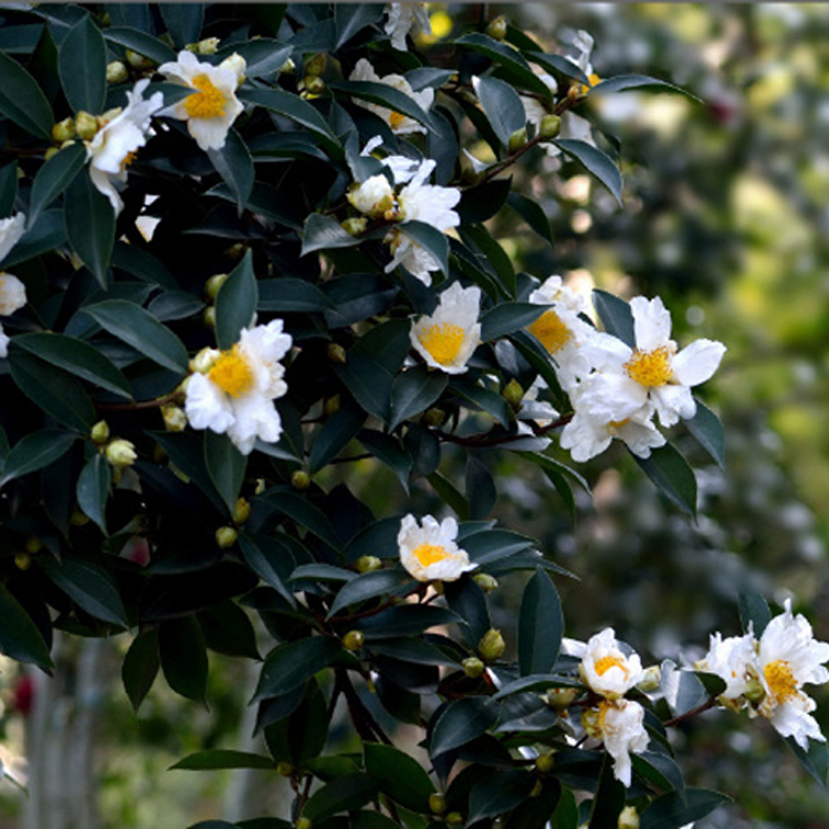 广西苗茶树带茶油白花树苗嫁接软枝高产苗杯果树