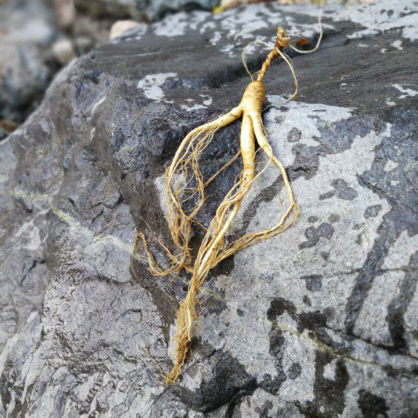 野生人参人椮野山参林下参一等品新鲜20年长白山东北人参正品新