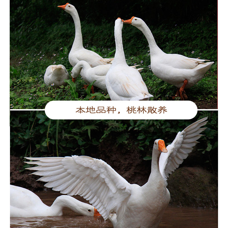 鹅肉农家散养 子鹅肉40斤370元大白鹅 新鲜东北散养鹅 白条鹅称重