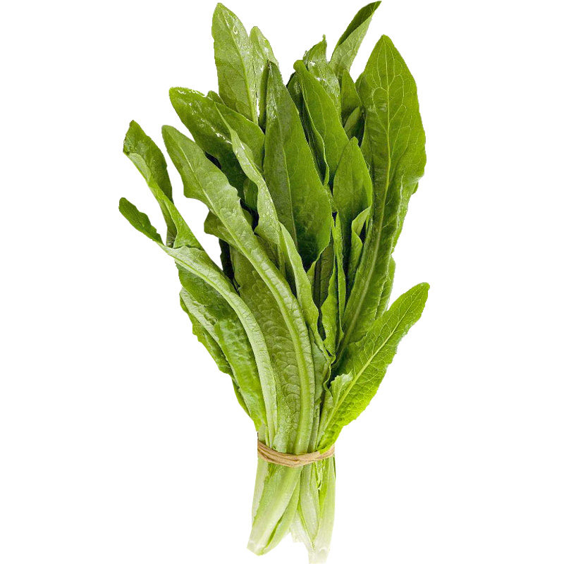 【速生甜油麦菜种子】脆甜香油麦菜春夏秋冬四季播种种菜蔬菜种子