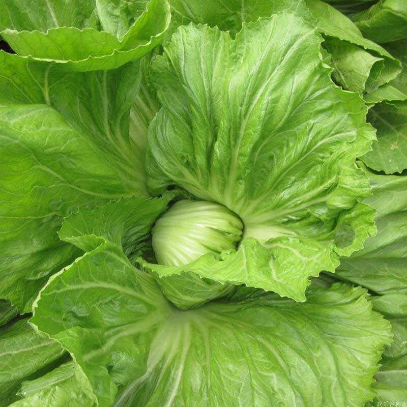 包心蔬菜菜菜酸菜秋冬四季种籽大叶芥菜盆栽家庭园艺种子