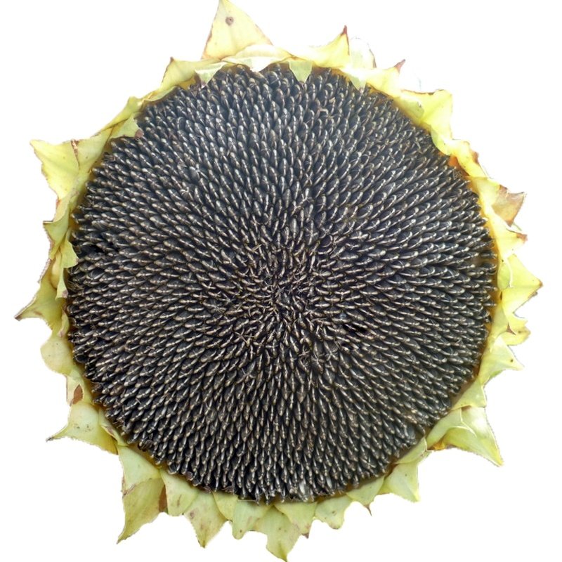 种子大清花食葵花食用向日葵大盘葵花籽小籽油葵家庭园艺种子