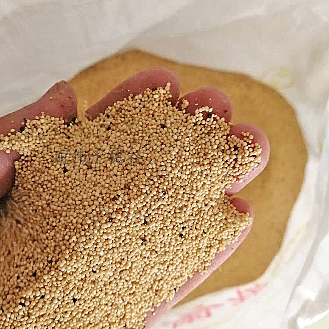 千穗谷米去皮孕妇下奶粥包粽子米高蛋白养生粥降乳粥籽粒苋500g装