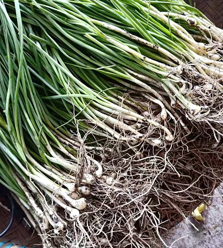 贵州新鲜野生小蒜苦蒜藠团葱小跟葱洋葱藠头带根叶头野葱其它野菜_双
