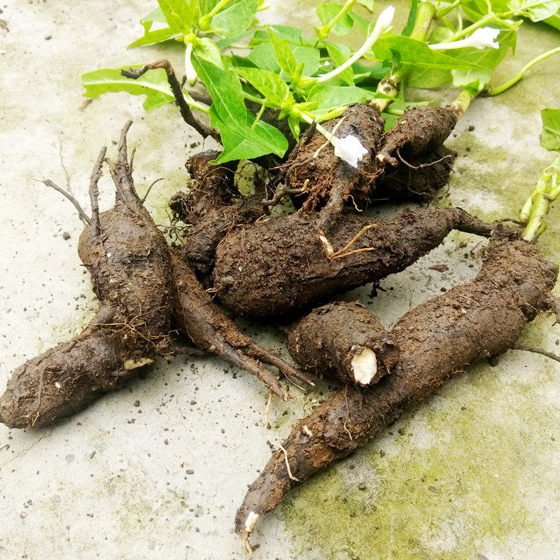 贵州深山钻入入地老鼠500g包邮新鲜中药材紫茉莉其他药食同源食品