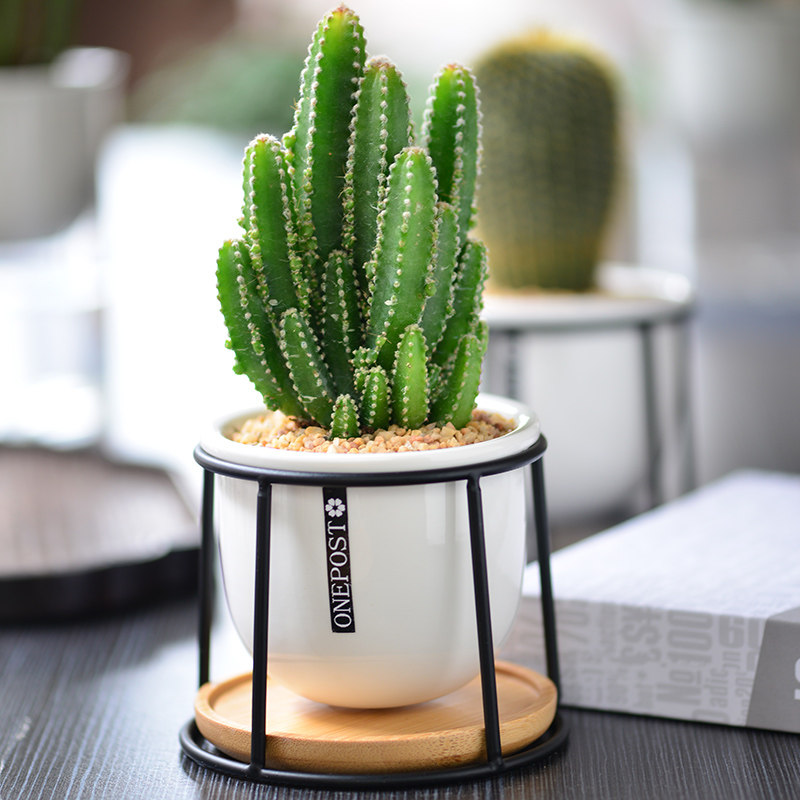 创意桌面室内办公室仙人掌小盆盆栽多肉绿植植护绿植