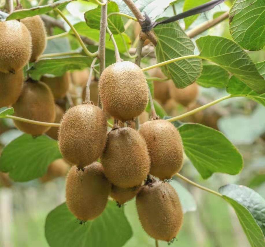 新品上市辰颐物语果园水果徐香绿猕猴桃奇异果5斤新鲜奇异果