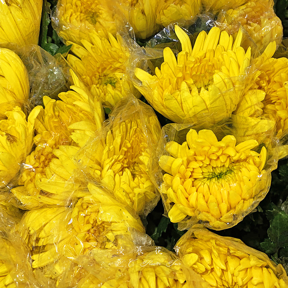 黄白菊花鲜花插花祭祀用花束清明扫墓哀悼用花包邮北京同城可闪送-mc