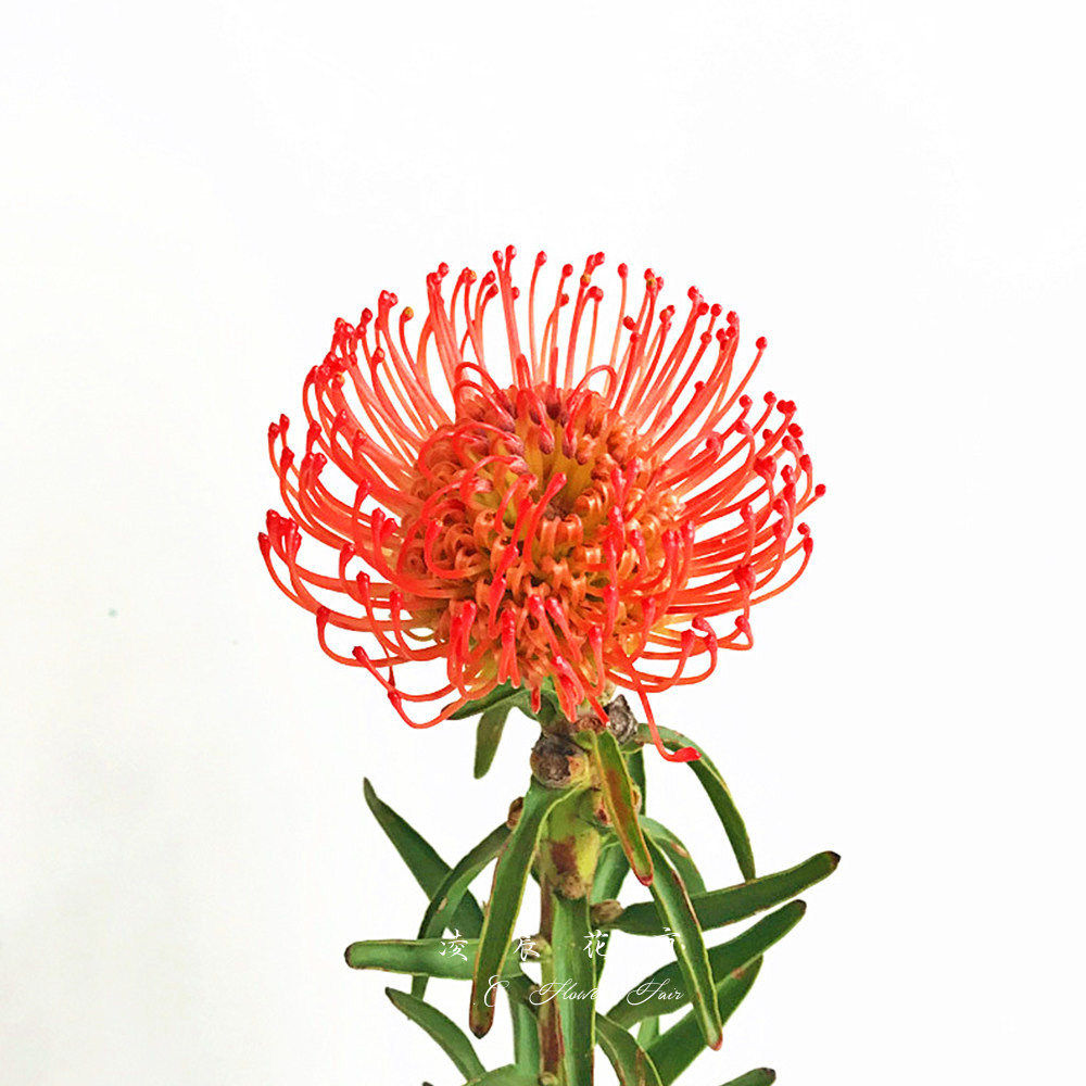 烟花菊针垫花鲜花家用办公室送礼花束低价直批包邮北京同城可闪送