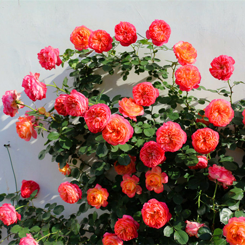 爬藤浪漫宝贝藤本月季苏蕾植物四季开花欧月玫瑰时令草本花卉