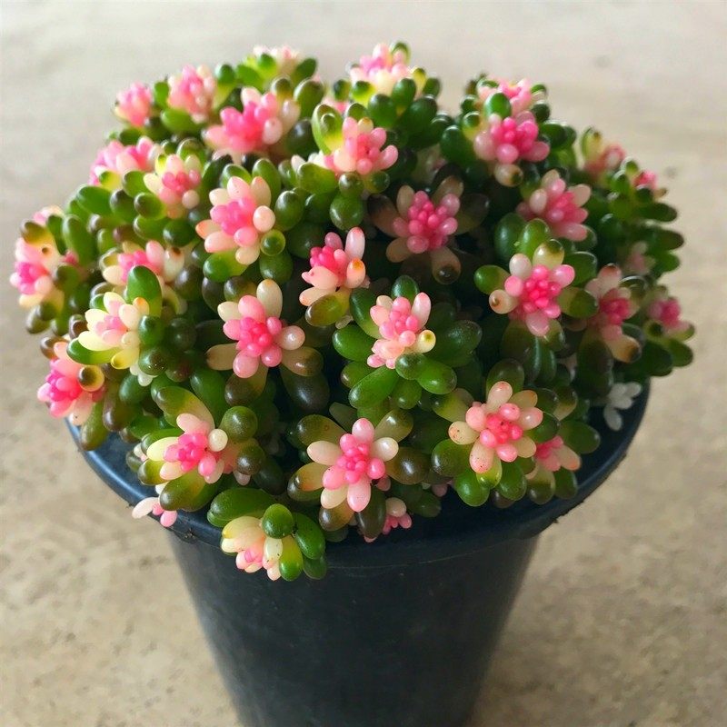 群生多头红心彩色浆果锦多植物室内办公桌盆栽多肉植物