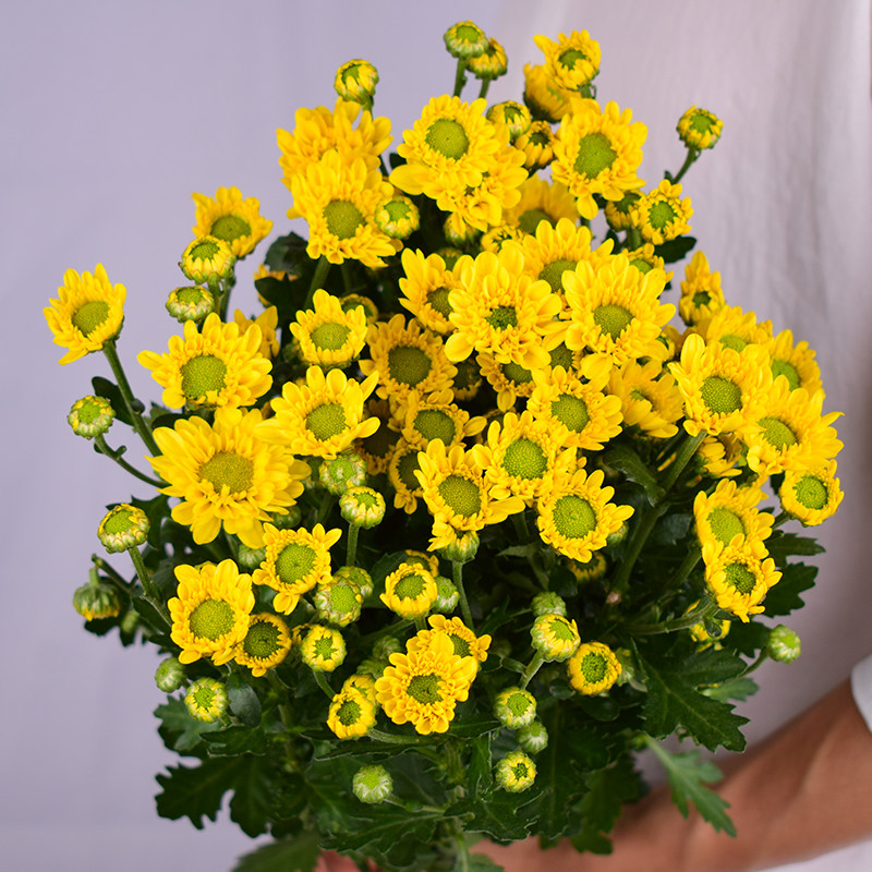 北京菊花鲜花超长花期家用办公室水养多头雏菊鲜花速递同城