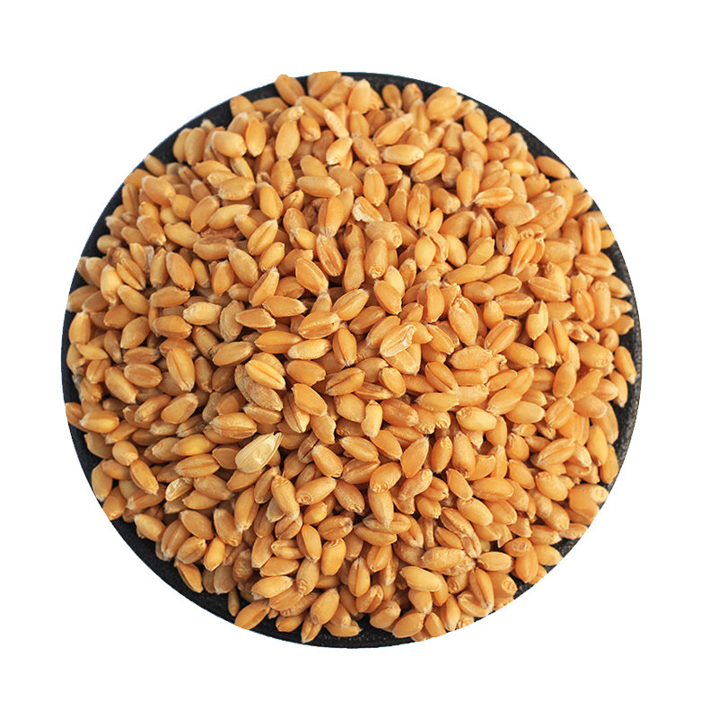 内蒙河套高筋新小麦麦粒8斤农家自产小麦草种子杂粮组合