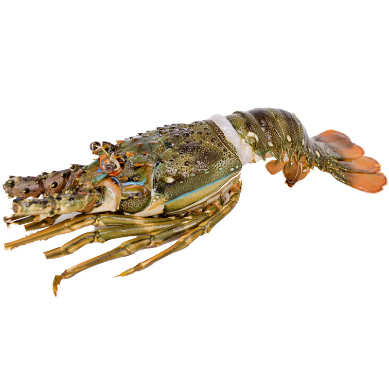 龙虾新鲜澳大利亚小青小青龙海鲜水产鲜活冷冻波士顿冻虾