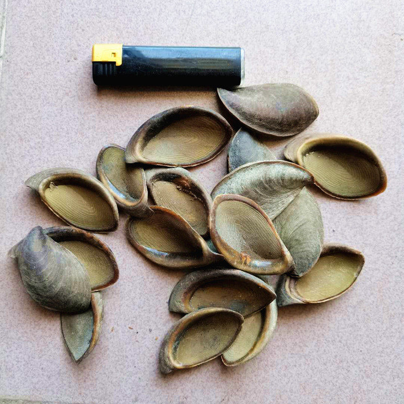 甲香南格藏香用药海螺盖螺500g古法传统统合海螺