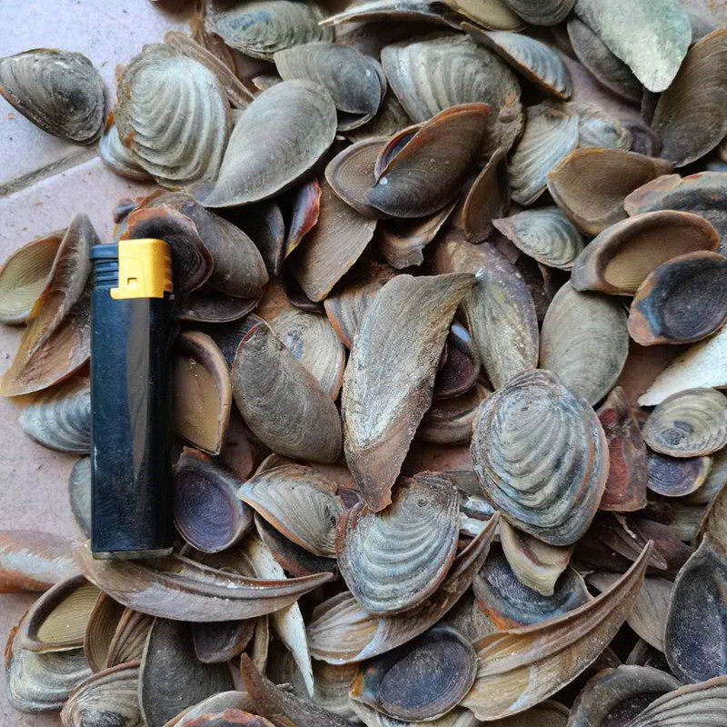 甲香南格藏香用药海螺盖螺500g古法传统统合海螺