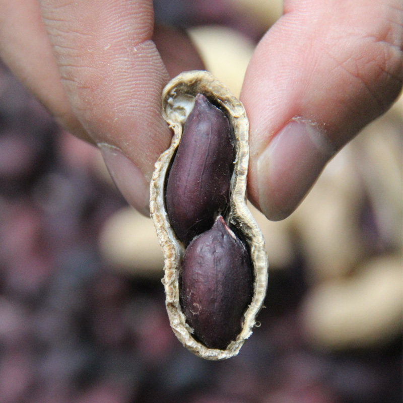 带壳生黑花生19年新货河南农家种植晒干黑皮花生果带壳花生米