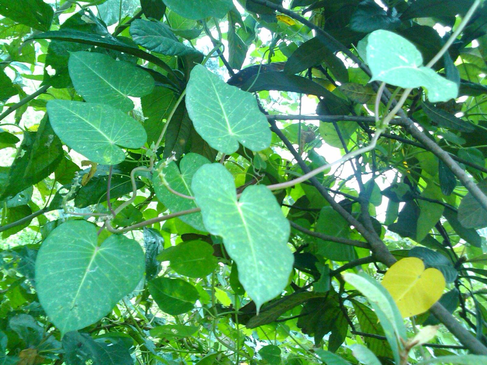 野生何首乌苗盆栽阳台庭院室内外观径观叶花卉藤蔓植物何首乌盆景