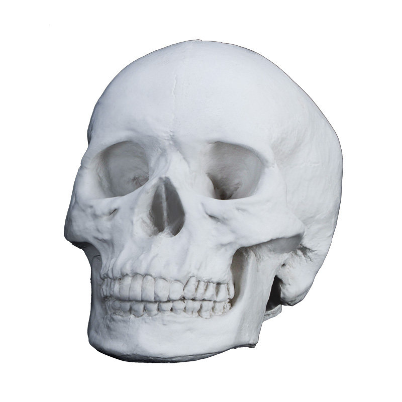 石膏绘画人物头骨骷髅模型教具像人人像静物石膏像