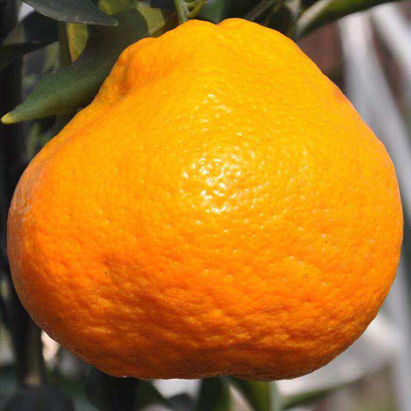 正宗四川春见耙耙柑5斤超甜