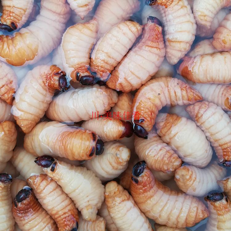 四川笋蛆昆虫食用幼虫虫竹老木竹蛆特产竹虫其它生肉制品