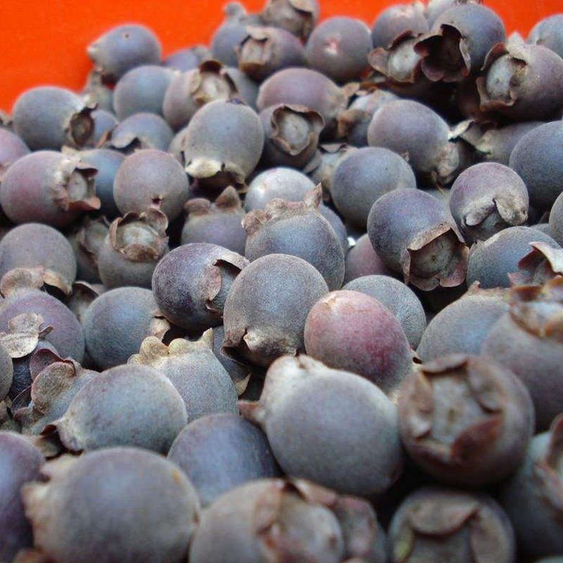 树苗果树广西桃金娘树树苗山地捻果苗盆载南方果树