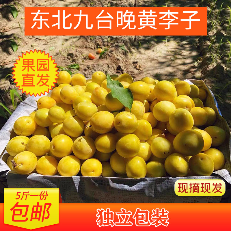 李子吉林九台晚黄干核大黄香蕉干碗李子