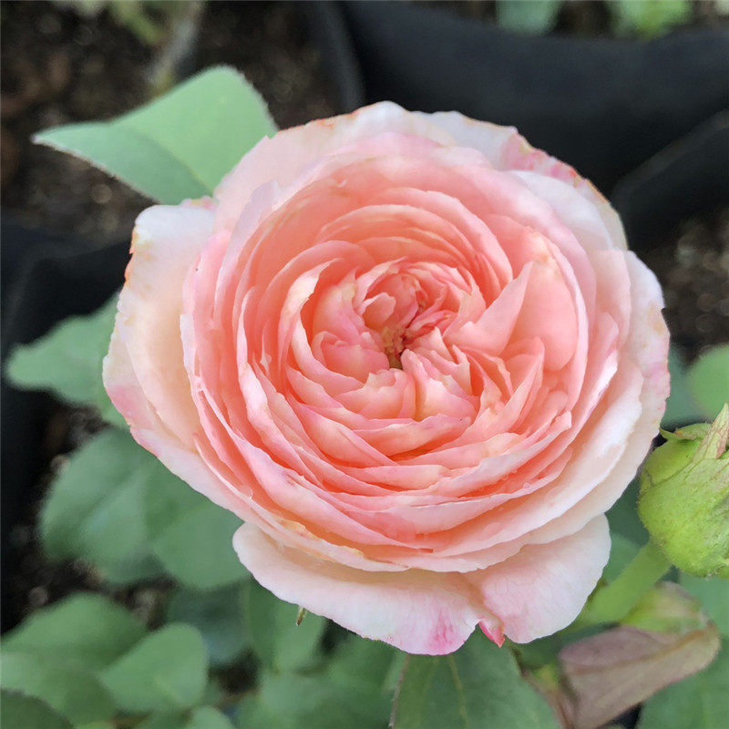 欧月灌木日本月季美空切花浓香型抗病性好四季勤开奶油月季花苗