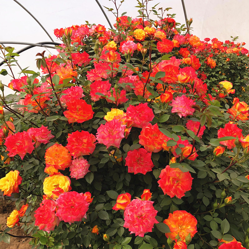 阳台彩虹多花月季攀援蔷薇微型复色藤本月季花苗花卉