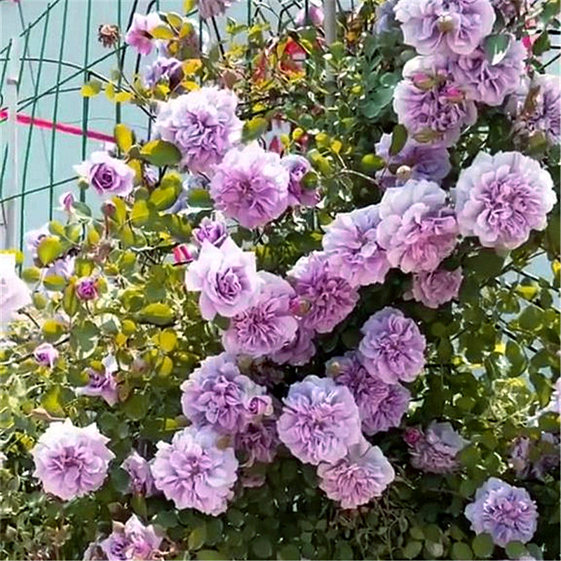 月季月季花花苗蓝色阴雨蓝雨藤本爬藤花卉庭院花卉