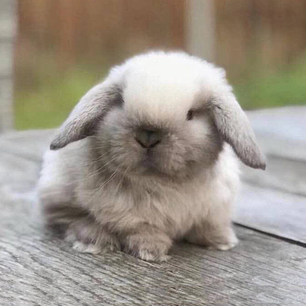 宠物兔活小型养活兔子宿舍公主兔小兔子兔