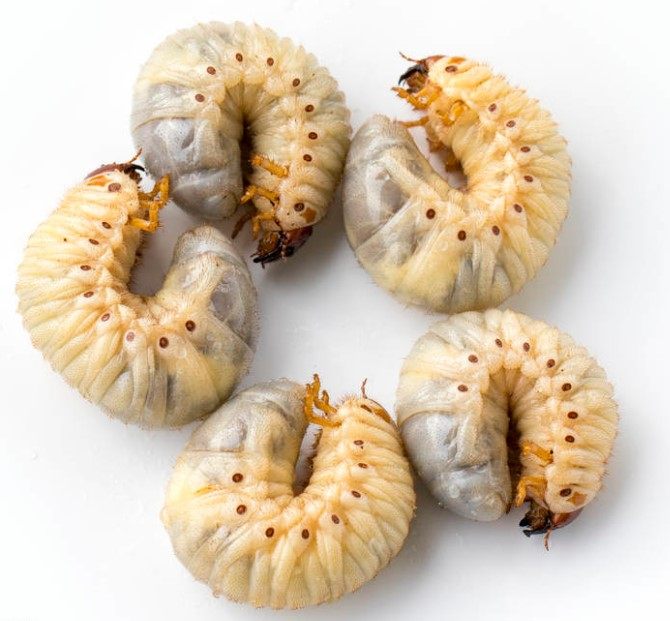 蛴螬活体钓鱼老母金龟子幼虫野钓白土蚕活饵垂钓活饵