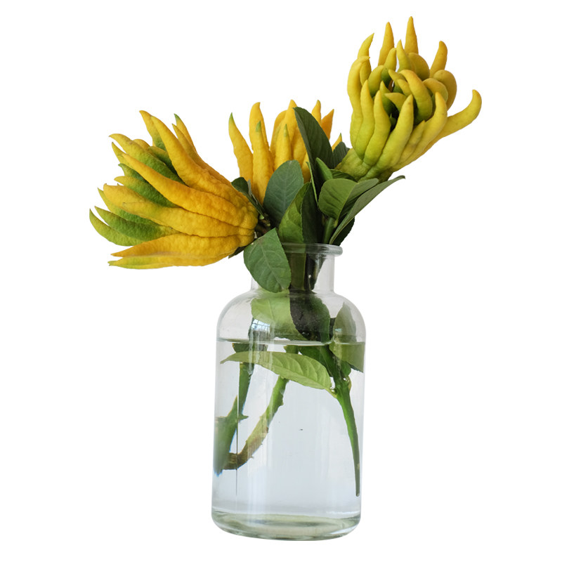 佛手水培金华特产佛手鲜果佛手柑青果香橼果观赏清供带枝水养插花