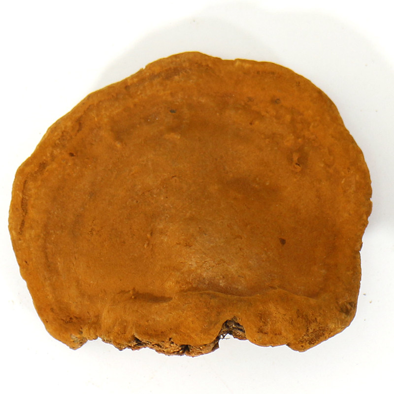 桑黄朝鲜野生整块特级500g桑树茶黄灵芝长白山整枝灵芝